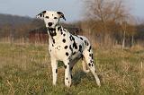 DALMATIEN 445